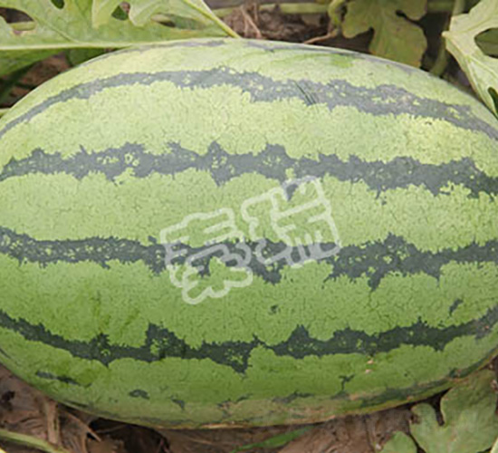 �G�S��-���ϷN��-����