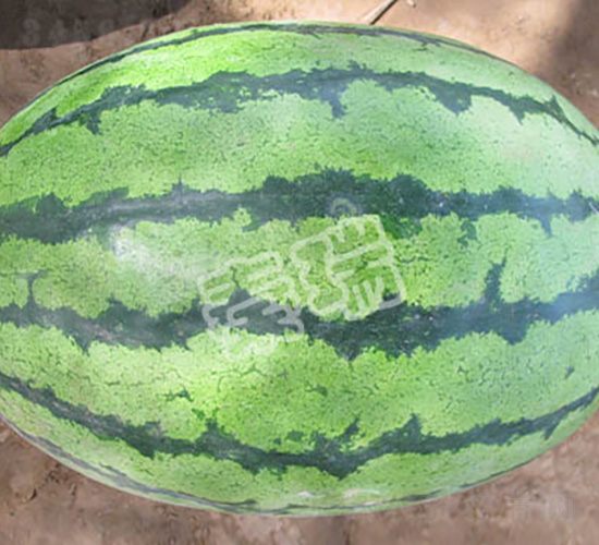 �����ز���-���ϷN��-����