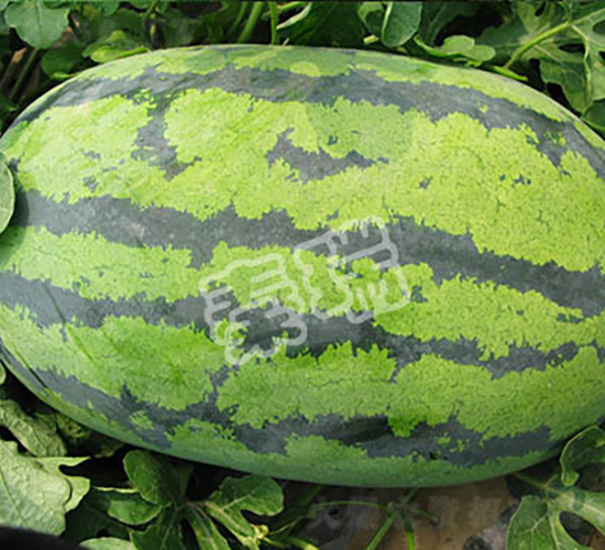 �������-���ϷN��-����