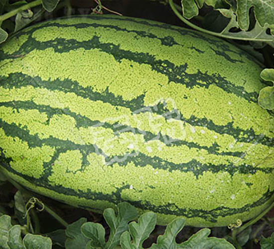 �p����̖-���ϷN��-����