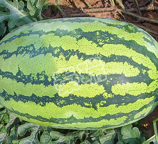 新育金城五號(hào)-西瓜種子-秦瑞