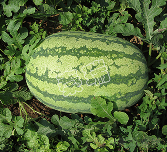 �ش�����̖(h��o)-���ϷN��-����