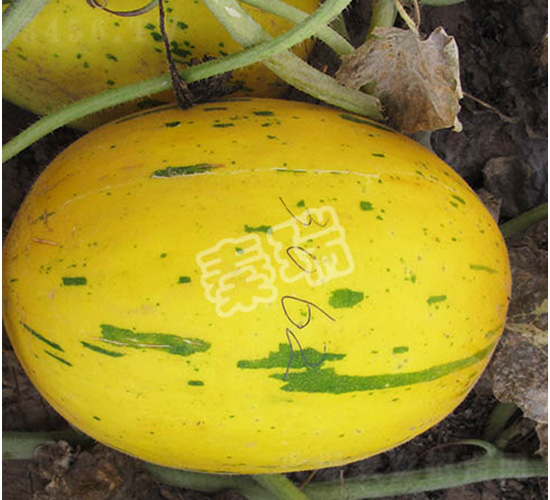 ���Ǽt-��ϷN��-����