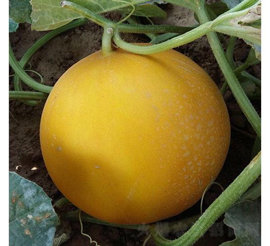 凌甜紅脆寶-甜瓜種子-秦瑞