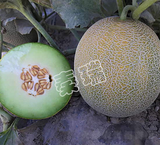 綠瑪瑙2號(hào)-甜瓜種子-秦瑞