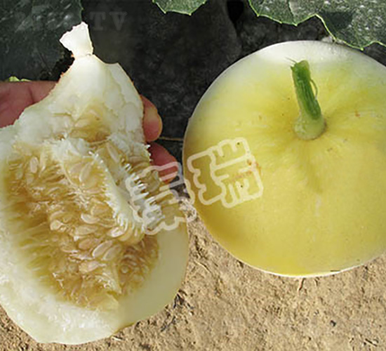 凌甜二十-甜瓜種子-秦瑞