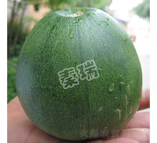 凌甜翡翠-甜瓜種子-秦瑞