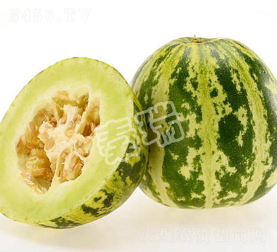 凌甜花蜜-甜瓜種子-秦瑞