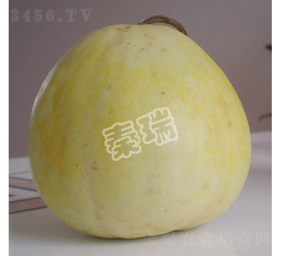 凌甜四號(hào)-甜瓜種子-秦瑞