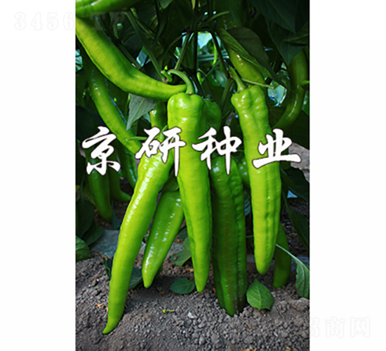 ����909-�����N��-���зN�I(y��)