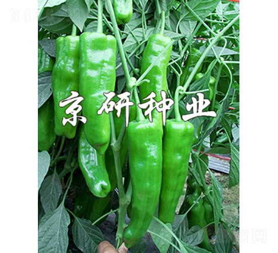 ����313-�����N��-���зN�I(y��)