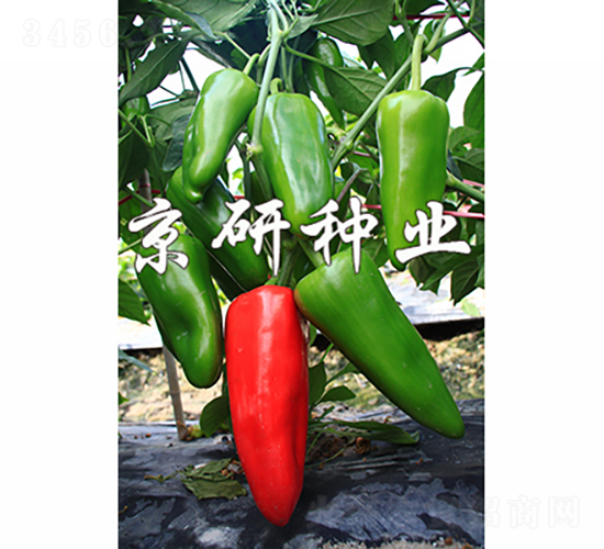 ����318-�����N��-���зN�I(y��)