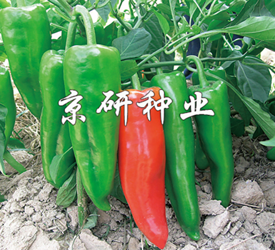 ����8̖-�����N��-���зN�I(y��)