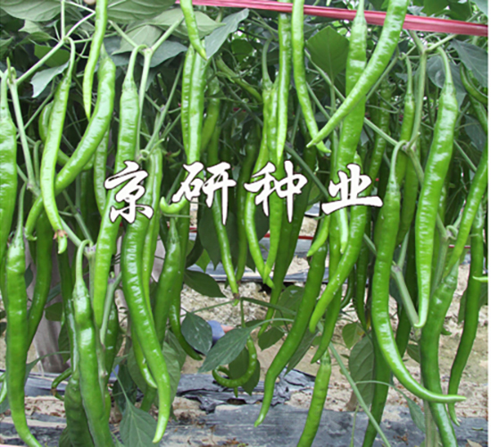 ����409-�����N��-���зN�I(y��)