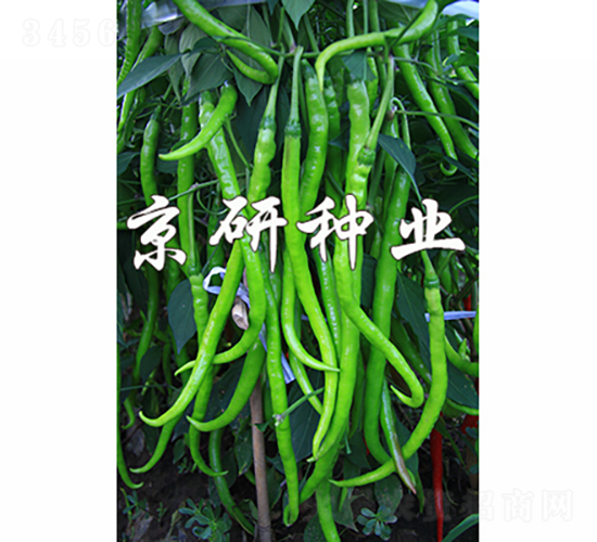 國(guó)福410-辣椒種子-京研種業(yè)
