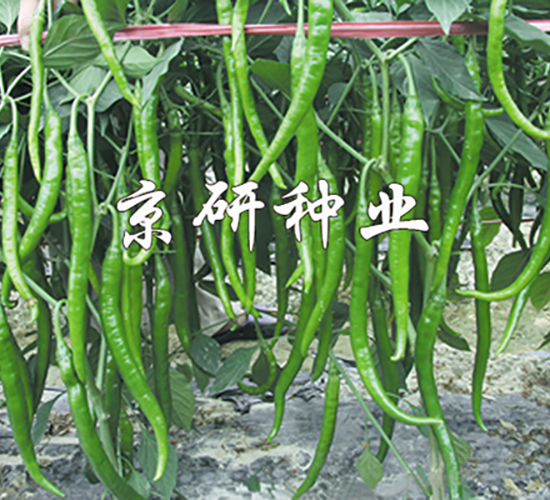 ����412-�����N��-���зN�I(y��)