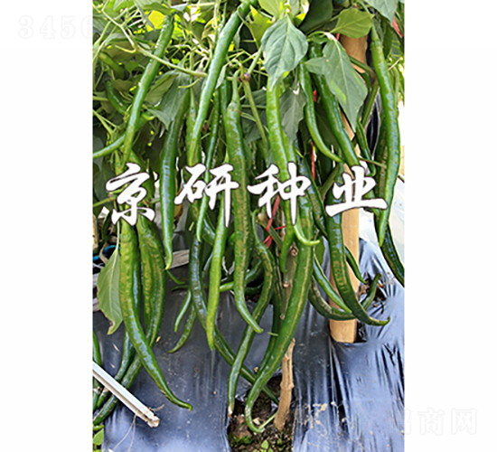 ����428-�����N��-���зN�I(y��)