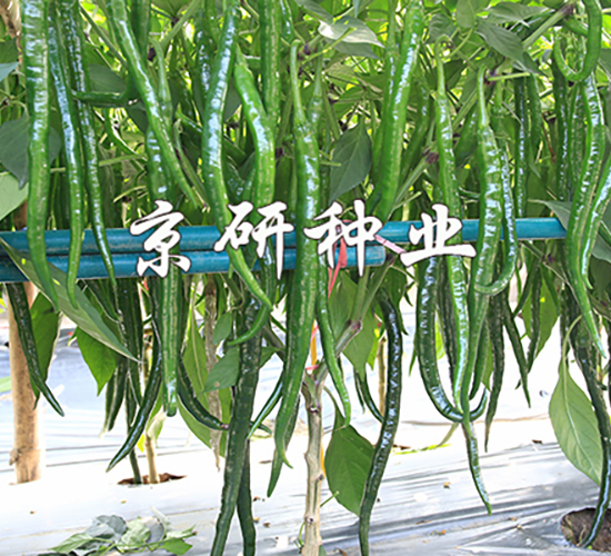 ����429-�����N��-���зN�I(y��)