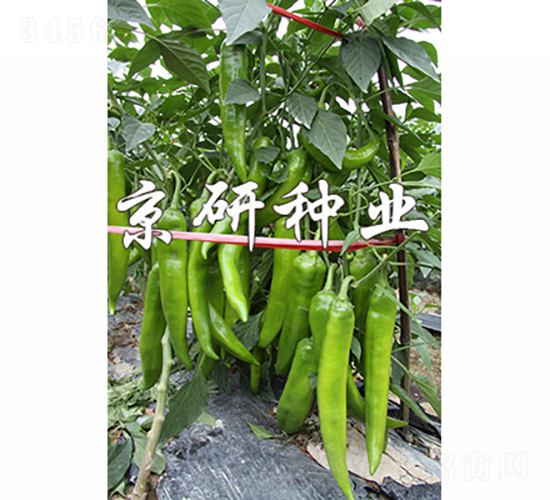 ��(gu��)��209-�����N��-���зN�I(y��)