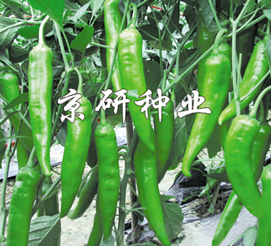 ����210-�����N��-���зN�I(y��)