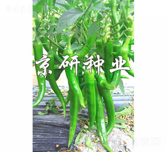 ����216-�����N��-���зN�I(y��)