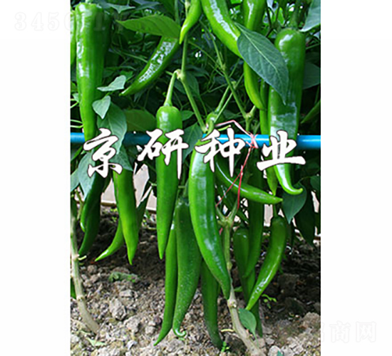 ����316-�����N��-���зN�I(y��)