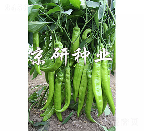 國(guó)福907-辣椒種子-京研種業(yè)