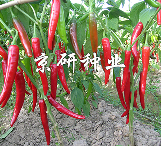 ��������108-�����N��-���зN�I(y��)