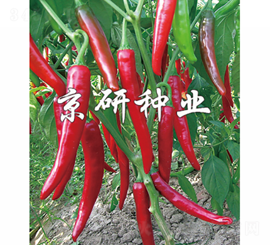 ����102-�����N��-���зN�I(y��)