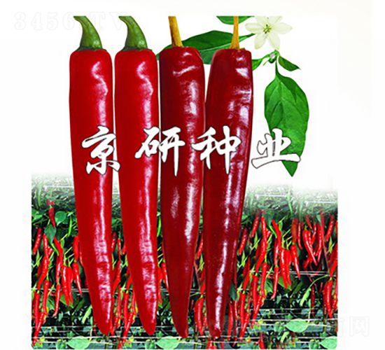 國塔118-辣椒種子-京研種業(yè)