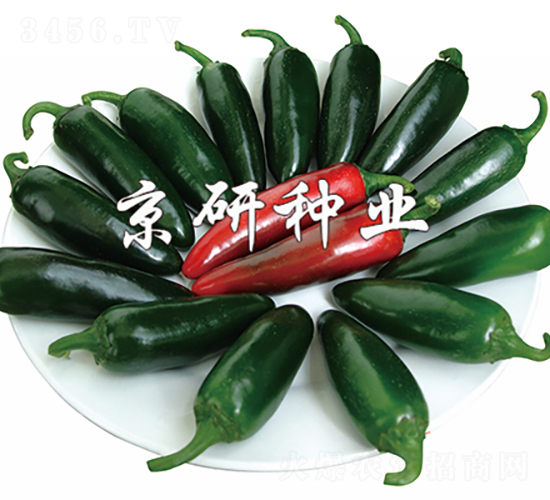 國(guó)塔104-辣椒種子-京研種業(yè)