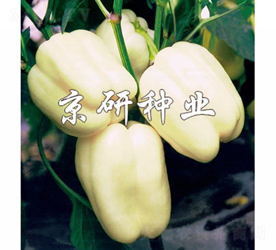 ����2̖-�����N��-���зN�I(y��)