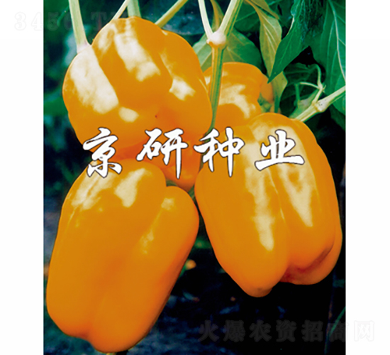 ����2̖-�����N��-���зN�I(y��)