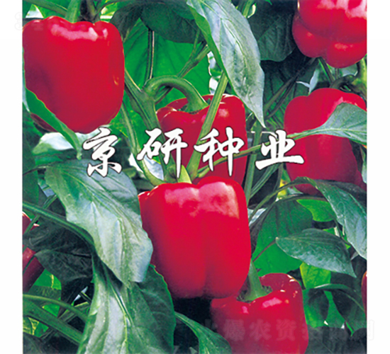 �t��2̖-�����N��-���зN�I(y��)