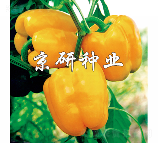 黃星2號-辣椒種子-京研種業(yè)