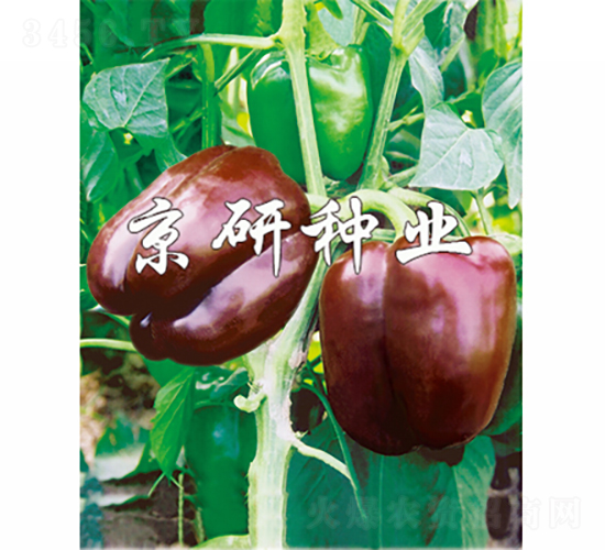 �ɿ�����-�����N��-���зN�I(y��)