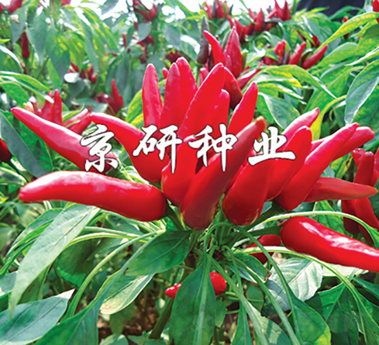 ����116-�����N��-���зN�I(y��)