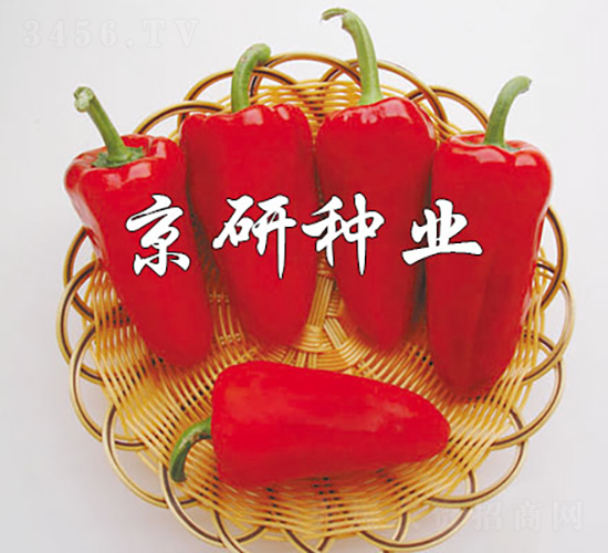 瑞奇-辣椒種子-京研種業(yè)