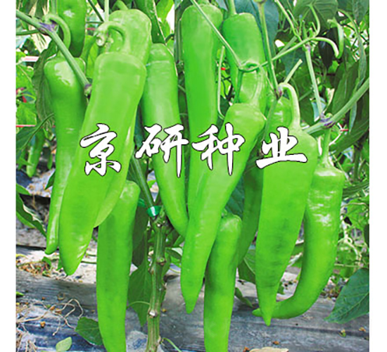 勝寒742-辣椒種子-京研種業(yè)