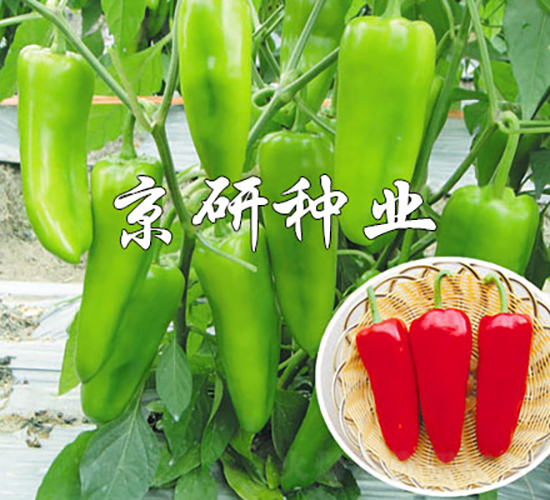 ����518-�����N��-���зN�I(y��)