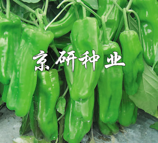 國(guó)福519-辣椒種子-京研種業(yè)
