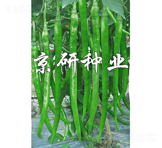 國福416-辣椒種子-京研種業(yè)