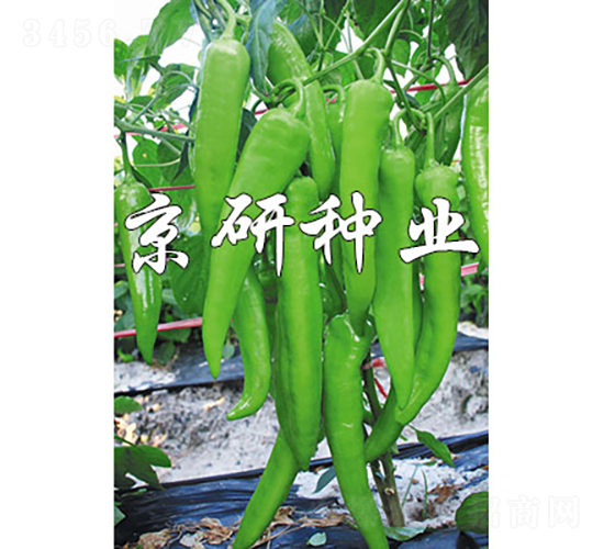 國(guó)福912-辣椒種子-京研種業(yè)