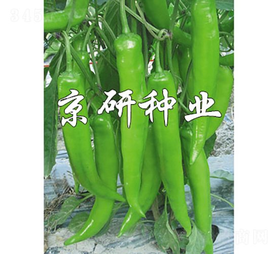 ����913-�����N��-���зN�I(y��)