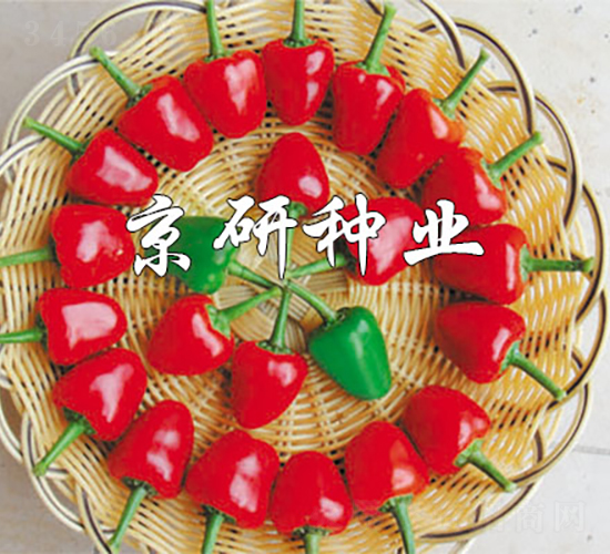 國(guó)塔166-辣椒種子-京研種業(yè)