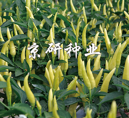 ��ָ��С������-�����N��-���зN�I(y��)