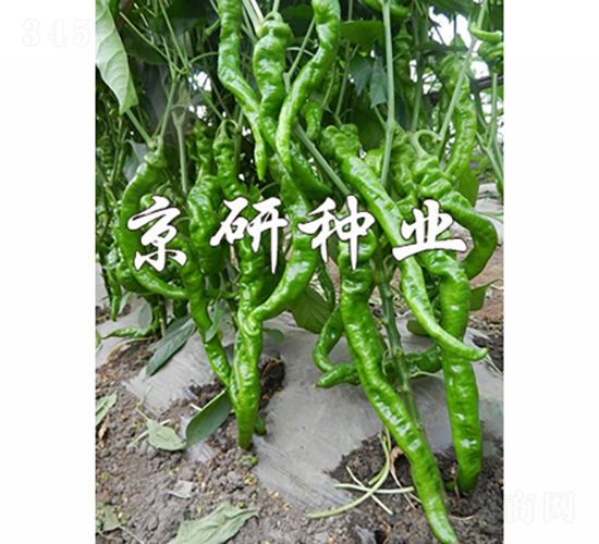 京旋1號-辣椒種子-京研種業(yè)