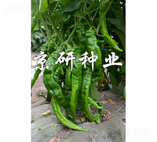 ����4̖-�����N��-���зN�I(y��)