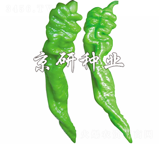京旋5號-辣椒種子-京研種業(yè)
