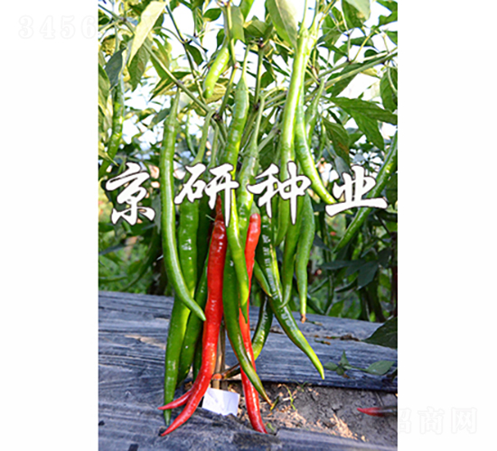 ����1̖(h��o)-�����N��-���зN�I(y��)